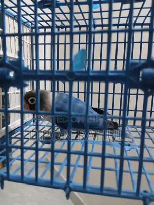 Love Birds Sale