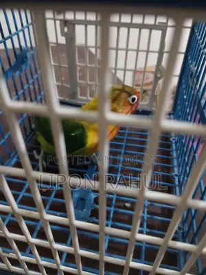 Love Birds Sale