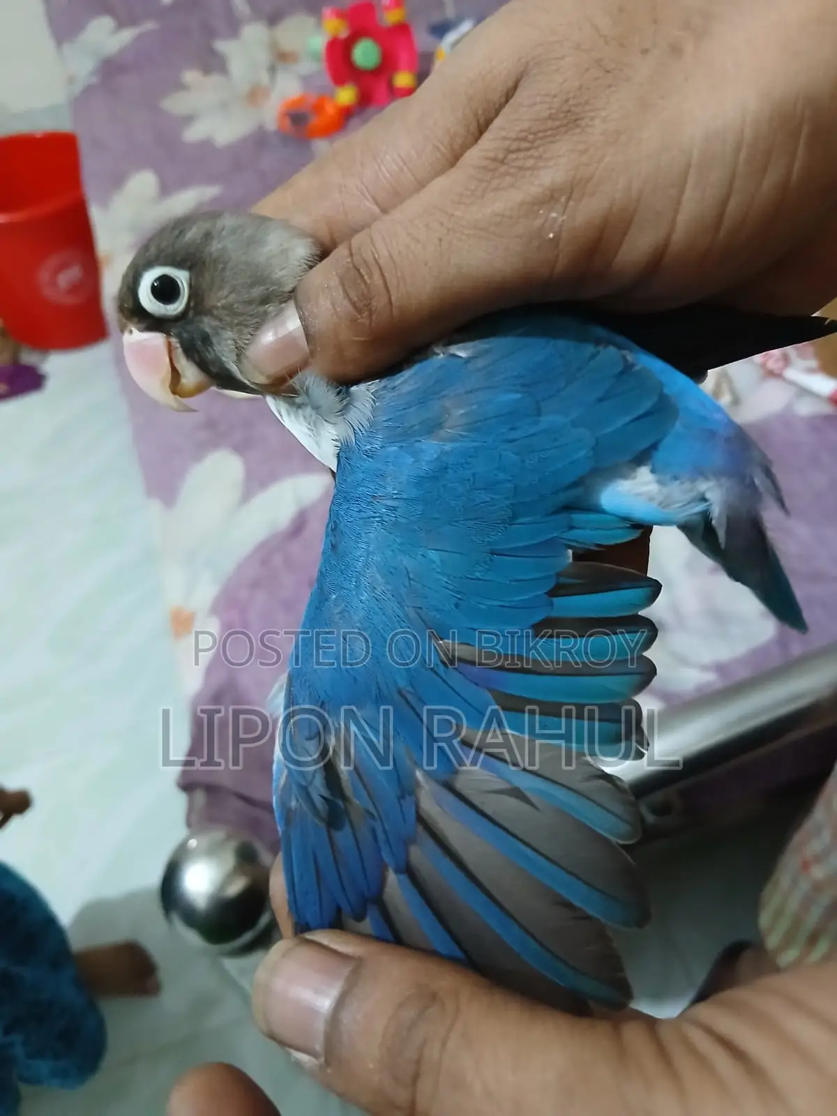 Love Birds Sale