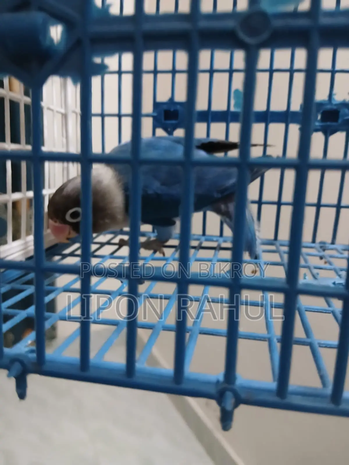 Love Birds Sale