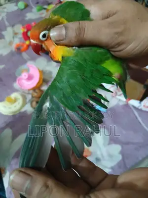 Love Birds Sale