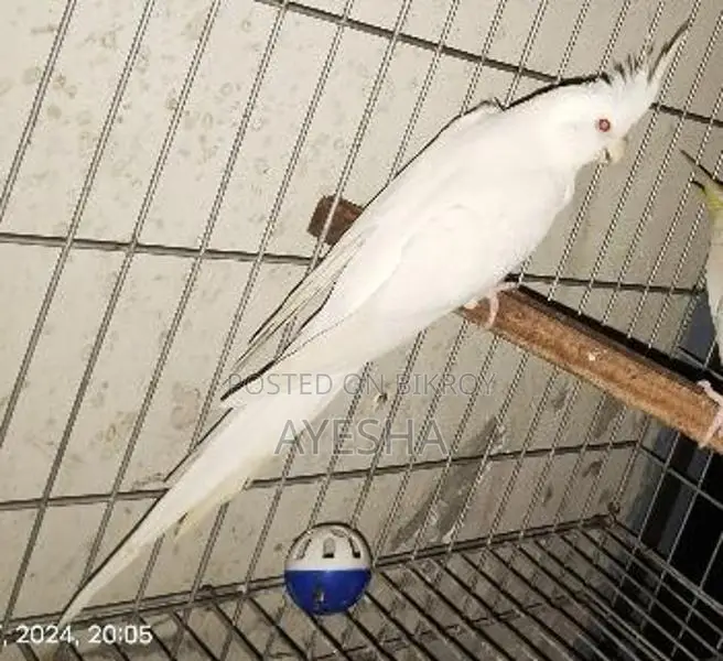 Adult Male Albino Cockatiel