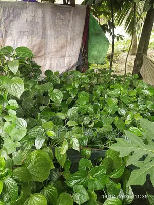 Famous Khulna Chui Jhal Plant, come and take it