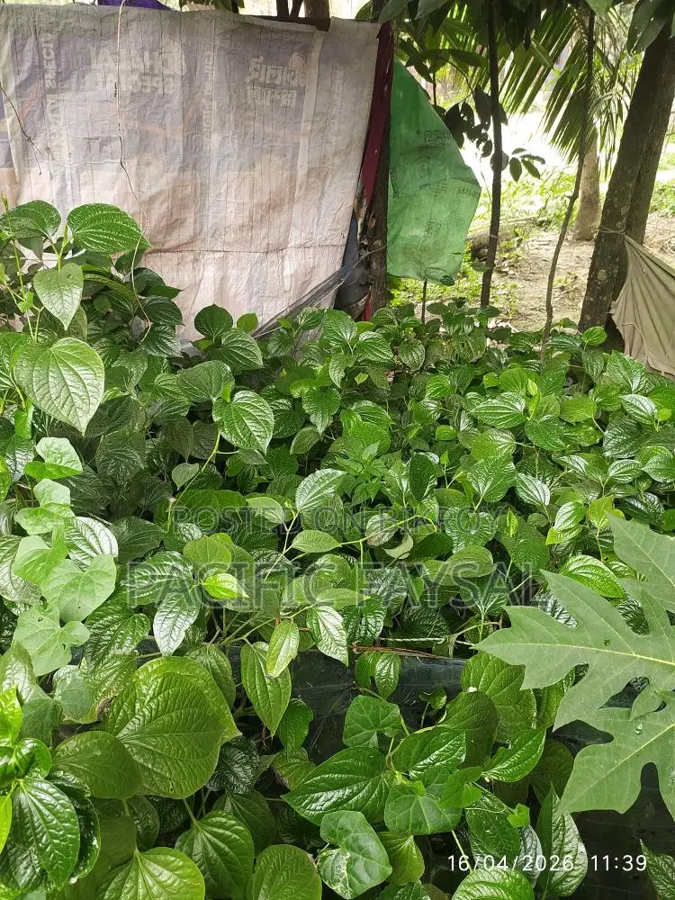 Famous Khulna Chui Jhal Plant, come and take it