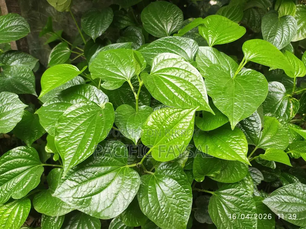 Famous Khulna Chui Jhal Plant, come and take it