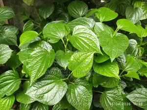 Famous Khulna Chui Jhal Plant, come and take it