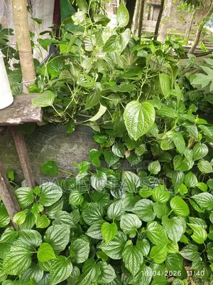 Famous Khulna Chui Jhal Plant, come and take it