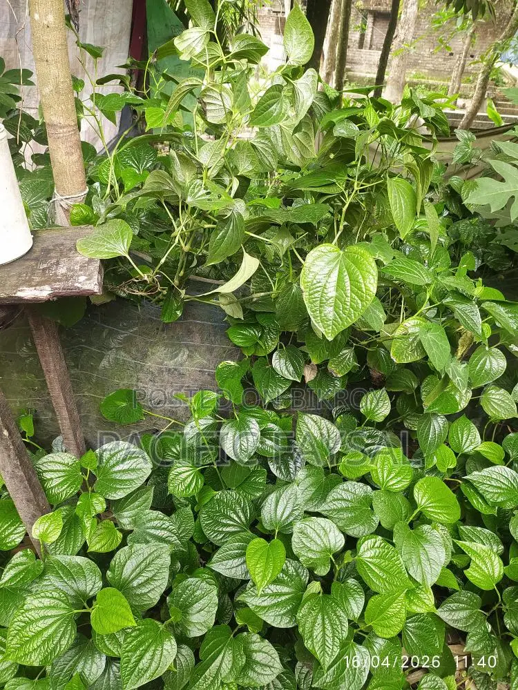 Famous Khulna Chui Jhal Plant, come and take it