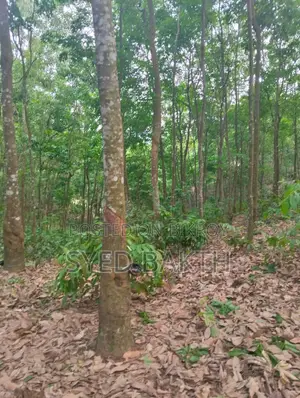 80 Bigha Rubber Garden For Sale
