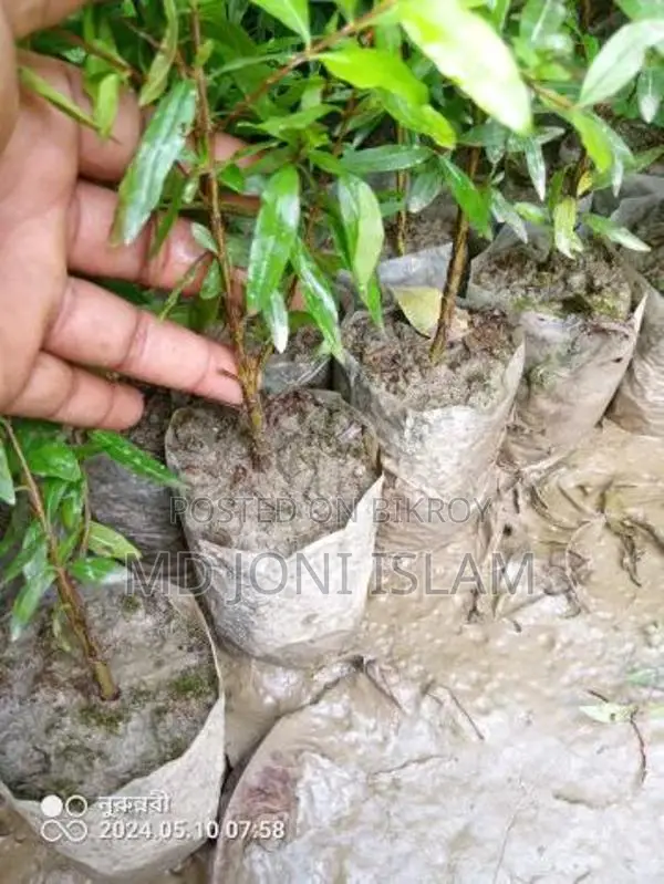 Pomegranate Saplings