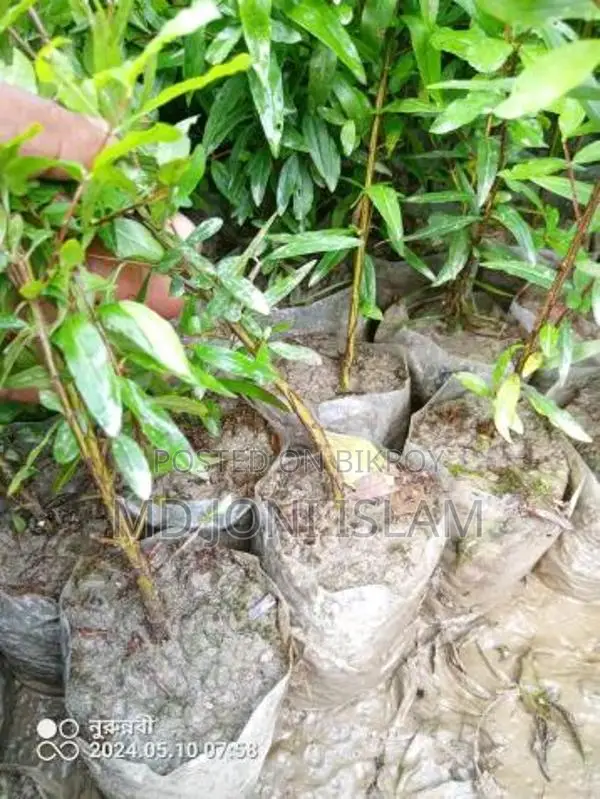 Pomegranate Saplings
