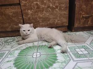 White Persian 2 Coat Hair