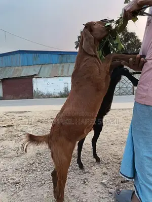 দুইটা ছাগল এক সাথে বিক্রি হবে