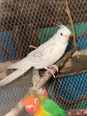 ️ Albino Cockatiel Male Bird for Sale