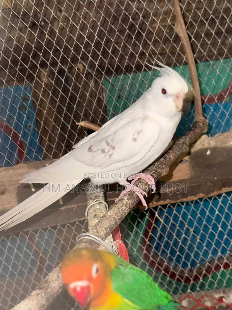️ Albino Cockatiel Male Bird for Sale