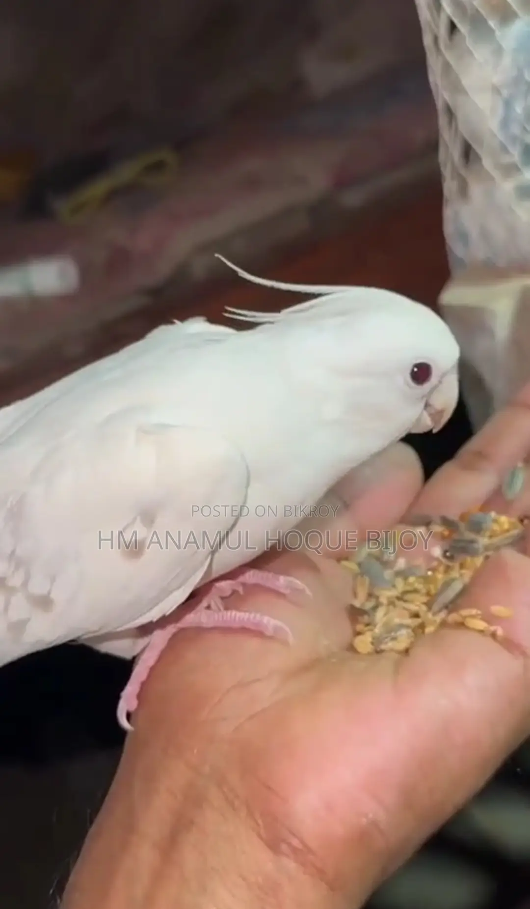 ️ Albino Cockatiel Male Bird for Sale