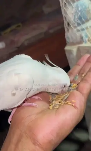 ️ Albino Cockatiel Male Bird for Sale