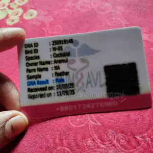 ️ Albino Cockatiel Male Bird for Sale