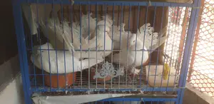 লক্ষ্যা কবুতর