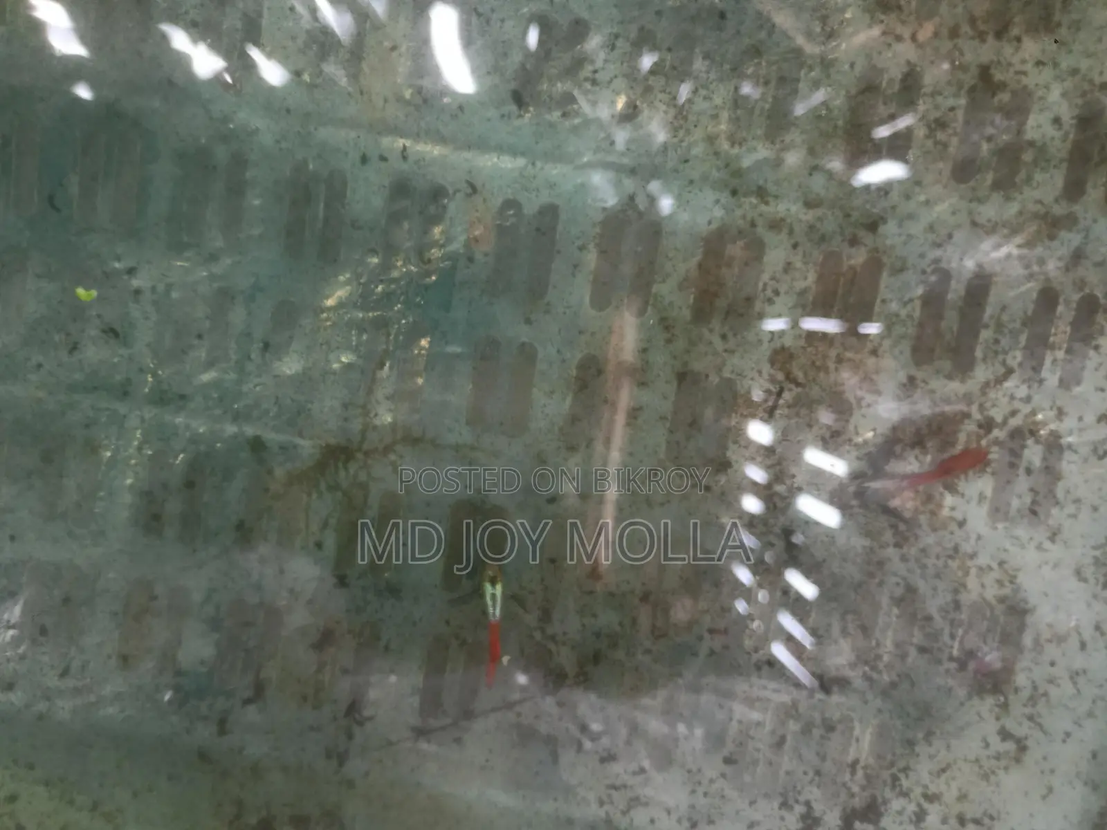 Rtp Fish