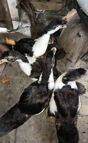 ৪ টি চিনা হাঁস অবিশ্বাস্য দামে বিক্রি হবে