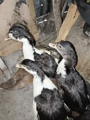 4 Chinese ducks for sale at an incredible price
