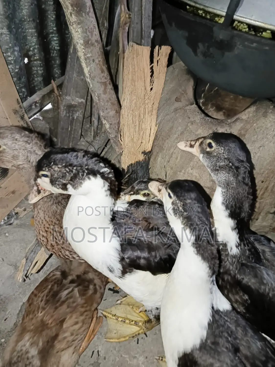৪ টি চিনা হাঁস অবিশ্বাস্য দামে বিক্রি হবে