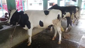 উন্নত জাতের ৩টি বকনা বিক্রয় হবে।(১০৮৫নং)