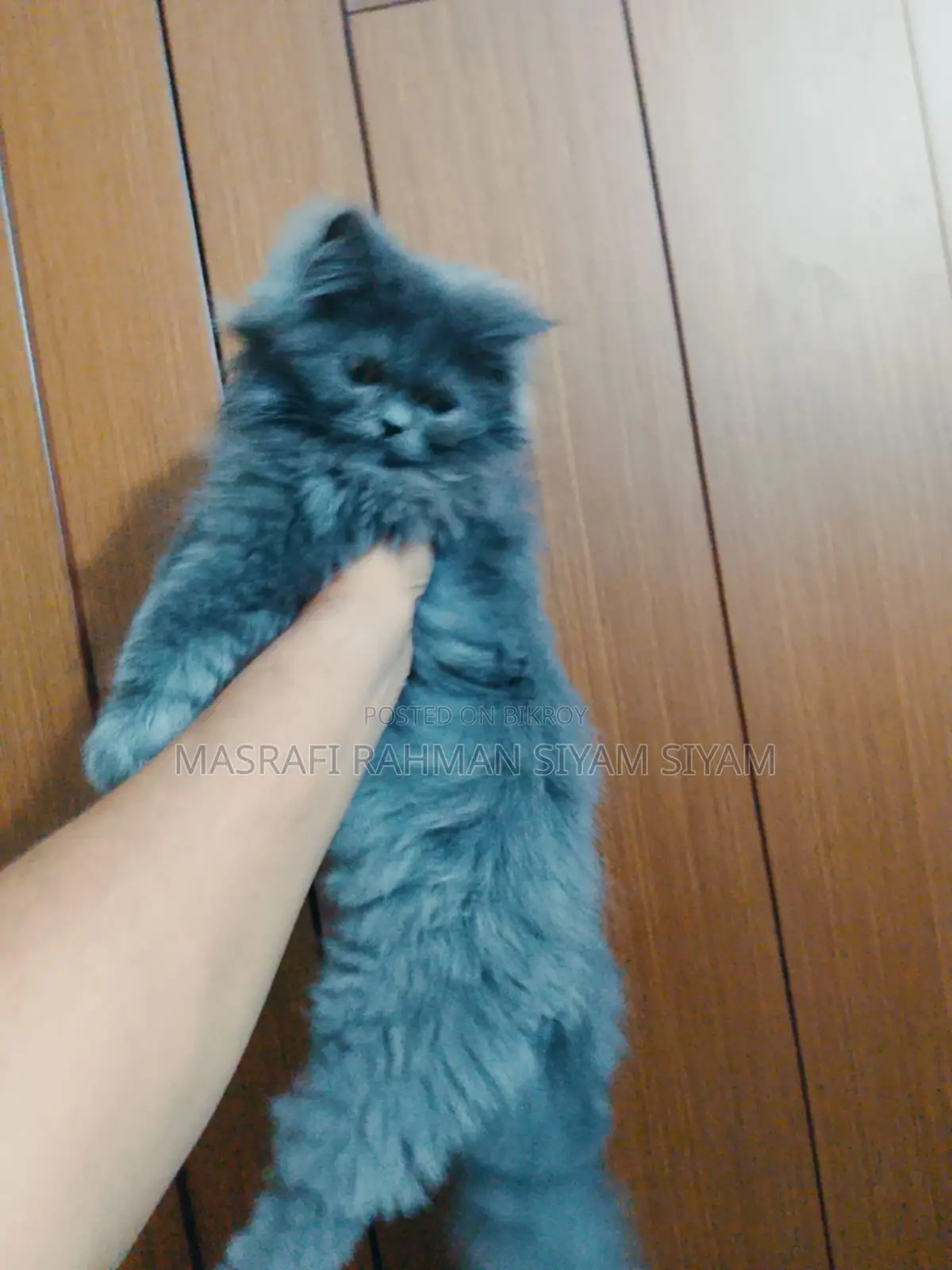 Triple Coat Persian Cat