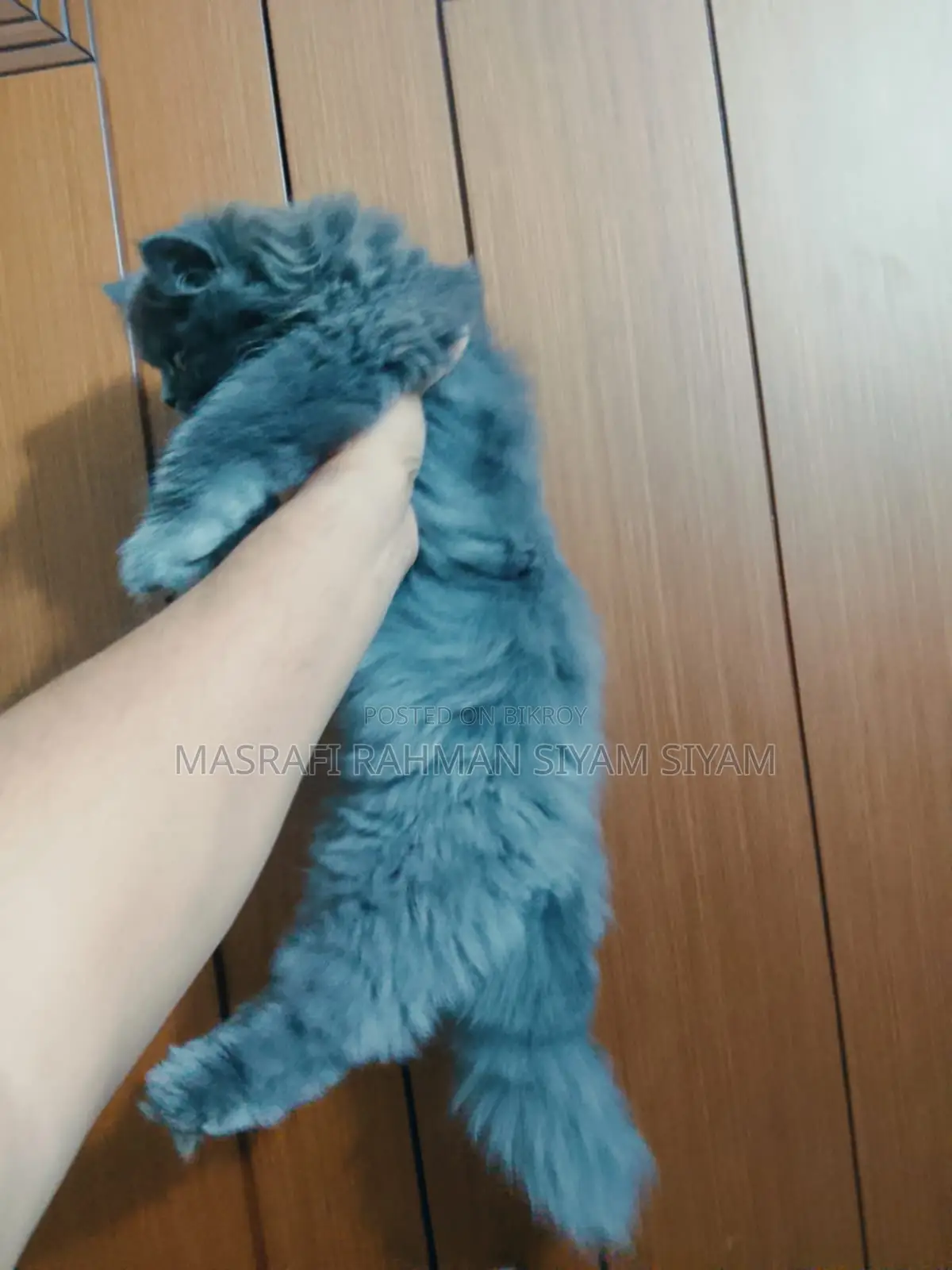 Triple Coat Persian Cat