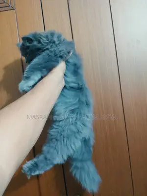 Triple Coat Persian Cat