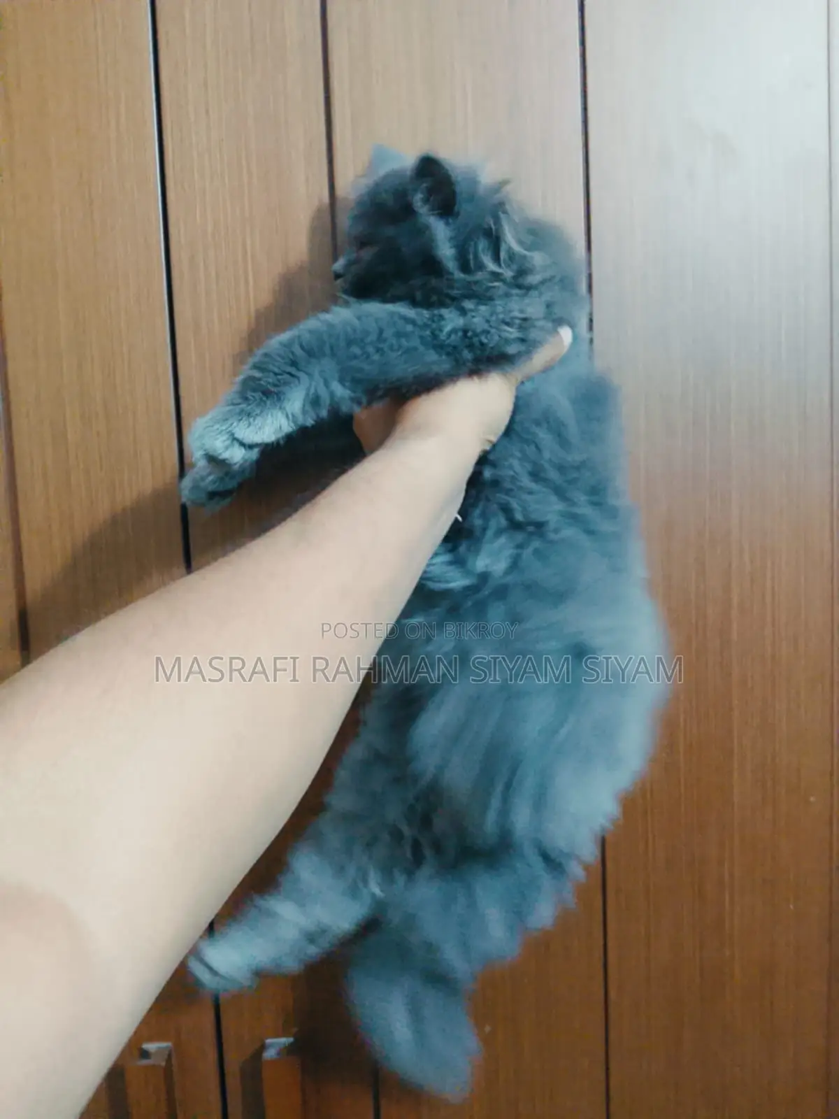 Triple Coat Persian Cat