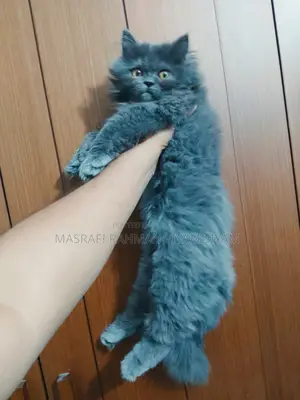 Triple Coat Persian Cat