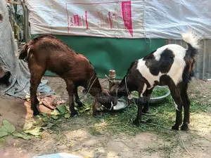 ছাগলগুলো বিক্রি করা হবে