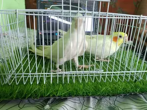 Cockatiel for sell