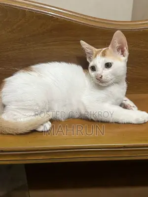 Cat ADOPTION POST