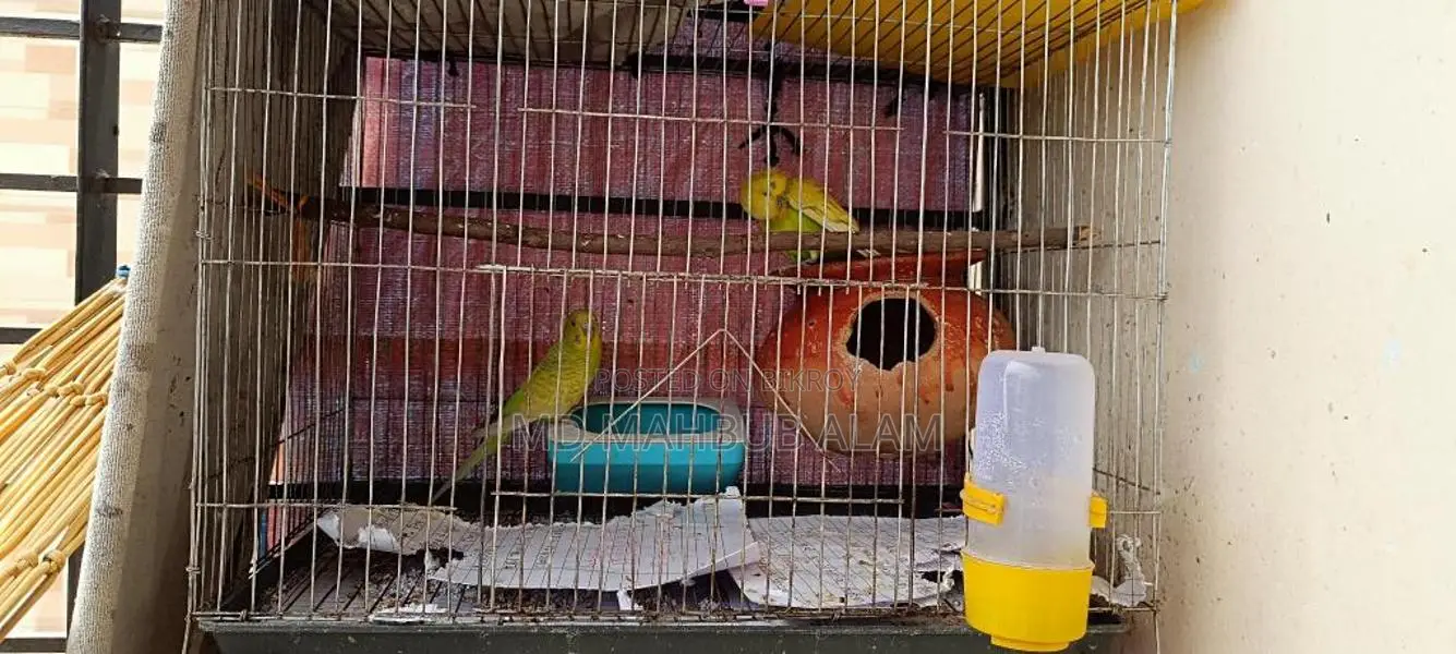 Budgie birds