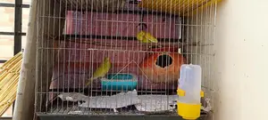 Budgie birds
