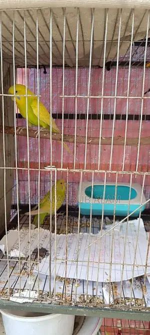 Budgie birds