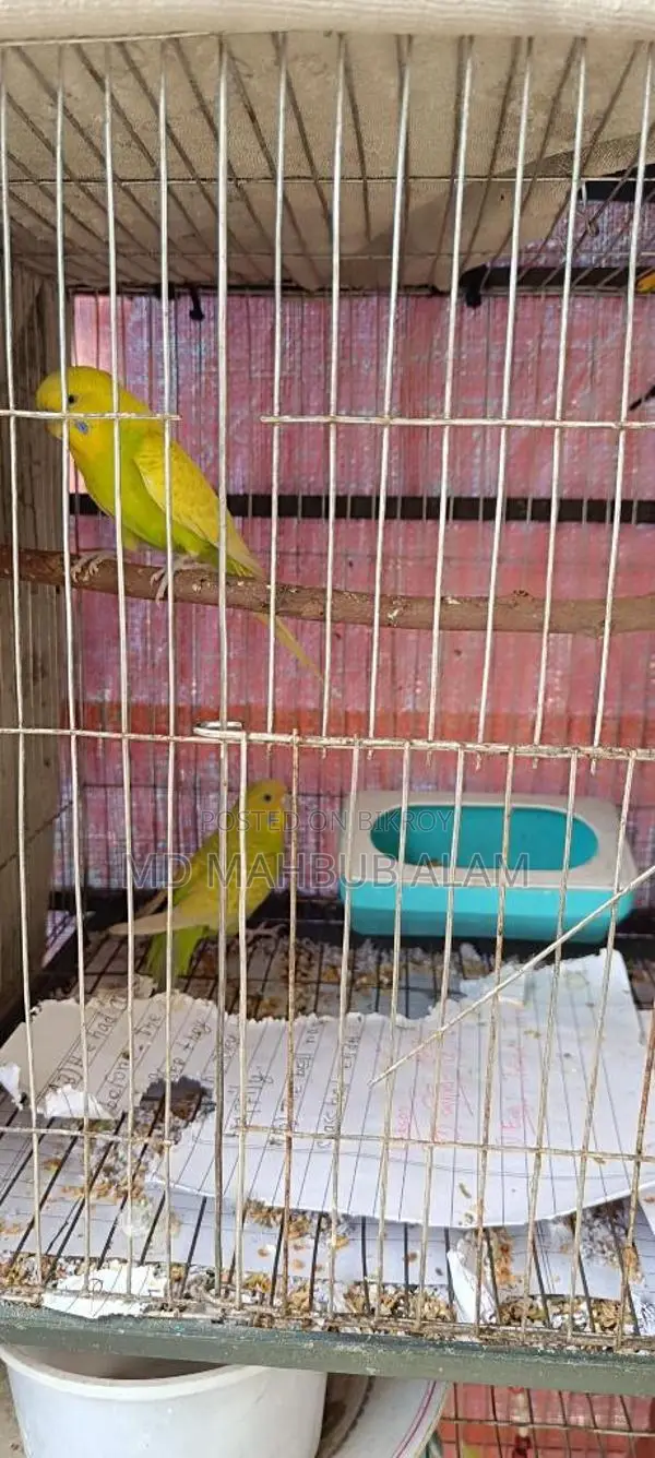 Budgie birds