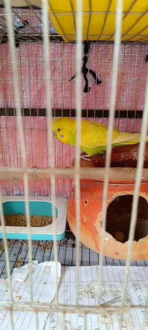 Budgie birds