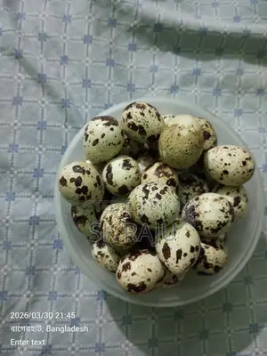 কোয়েল পাখির ডিম