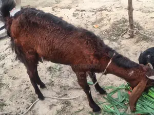 একটি দুধের ছাগল বিক্রি হবে