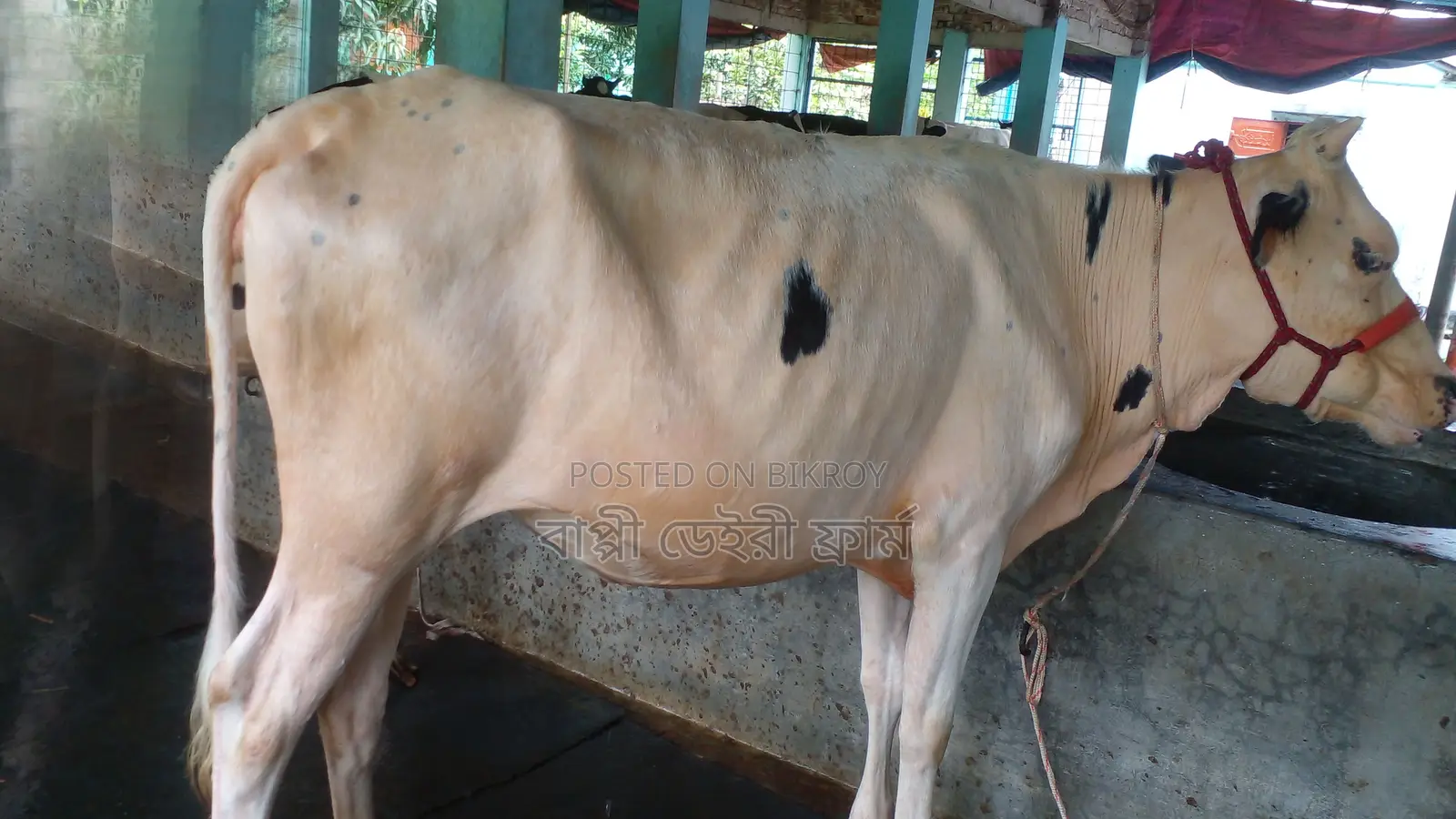 Buy 1107 No. Heifer at a Low Price