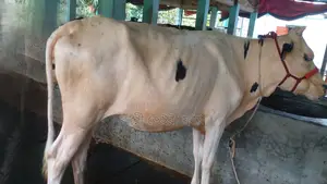 Buy 1107 No. Heifer at a Low Price