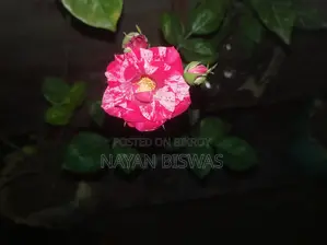 সেন্টিমেনটাল গোলাপ