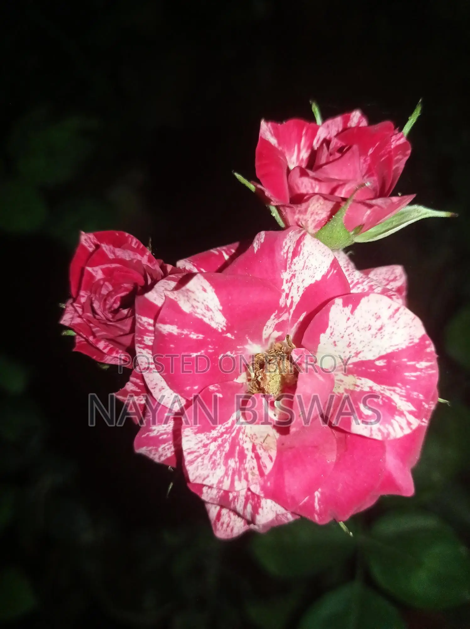 সেন্টিমেনটাল গোলাপ