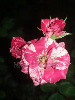 সেন্টিমেনটাল গোলাপ