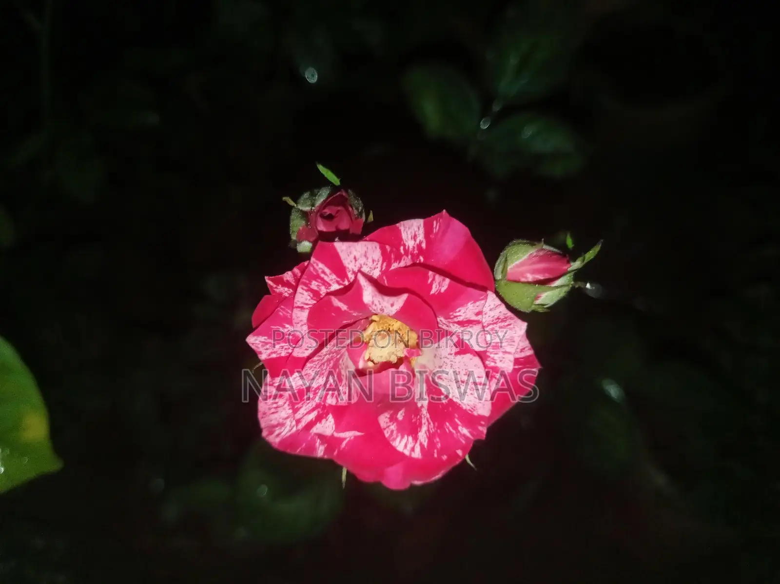 সেন্টিমেনটাল গোলাপ