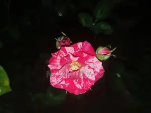 সেন্টিমেনটাল গোলাপ